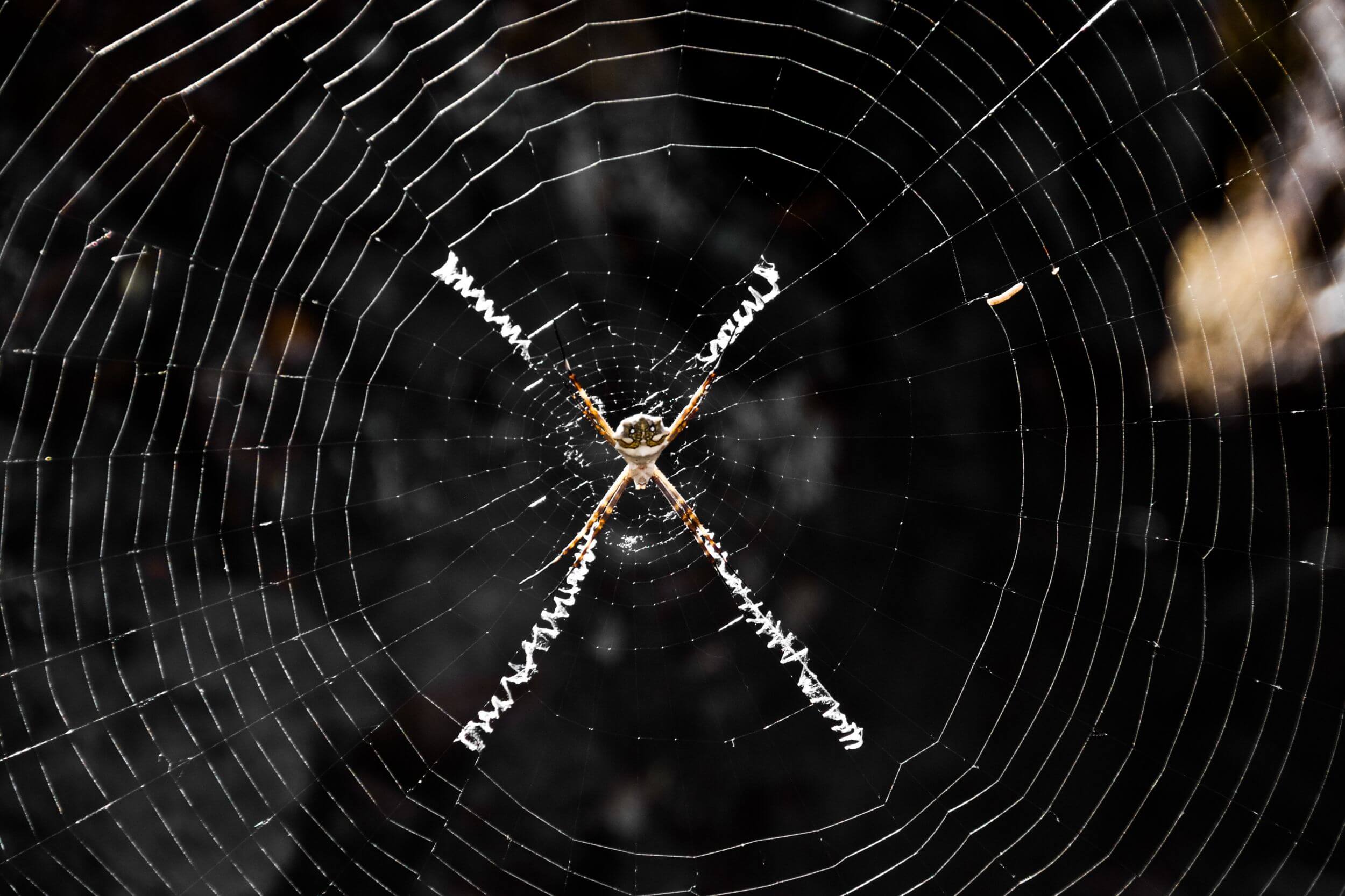 Creatures of the Night Spiders Elkhart County Parks