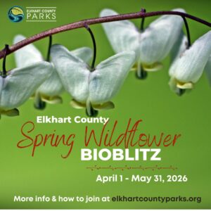 close up photo of Dutchman's Breeches on green background