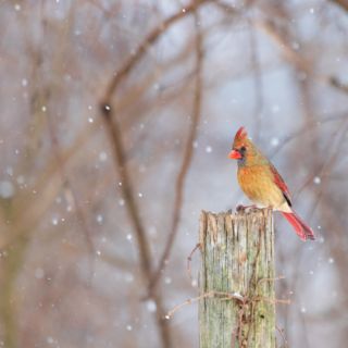 Wishing you all a joyful holiday season filled with laughter, love, and plenty of quality time with family and friends. Happy Holidays! ☃️ 🎄