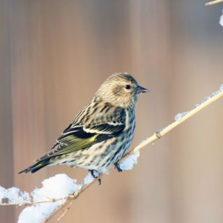 On National Bird Day, may your spirit take flight with the birds!